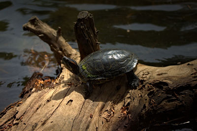 High angle view of shell on wood in lake
