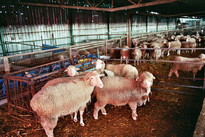 Flock of sheep in a barn