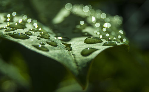 Close-up of raindrops on leaves