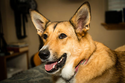 Close-up portrait of dog at home