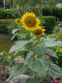 Close-up of yellow flowers