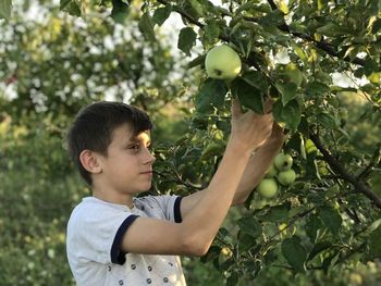Boy plucks the first apples in his garden 