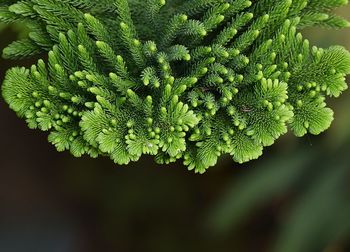 Close-up of green leaves