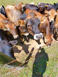 Cows on field