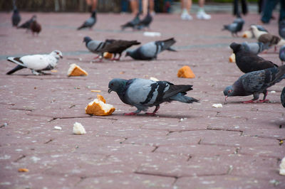 Flock of birds on the ground