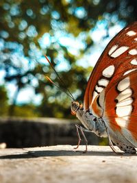 Close-up of butterfly on a tree