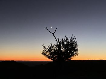 Silhouette tree against clear sky during sunset