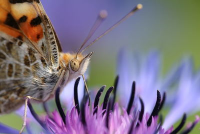 Close-up of butterfly pollinating on purple flower