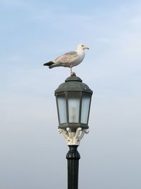 Low angle view of seagull perching on street light