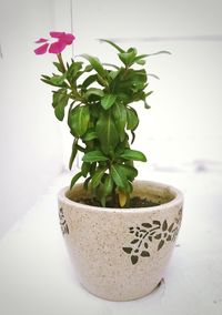 Close-up of potted plant on table against white background