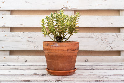 Close-up of potted plant on table against wall