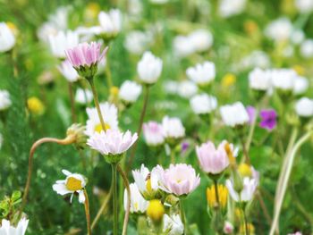 Close-up of purple crocus flowers on field