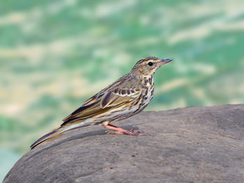 Close-up of bird perching on rock