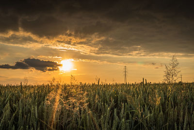 Crops growing on field against sky during sunset