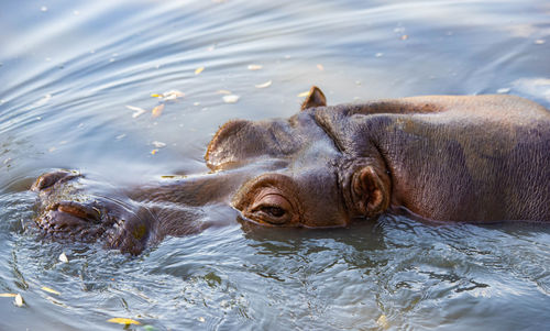 Hippopotamus swimming in lake