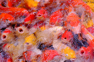 Close-up high angle view of koi carps swimming in pond