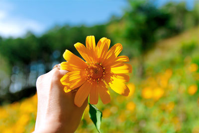 Close-up of hand holding yellow flower
