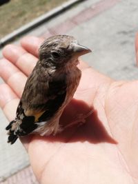 Close-up of a hand holding a bird