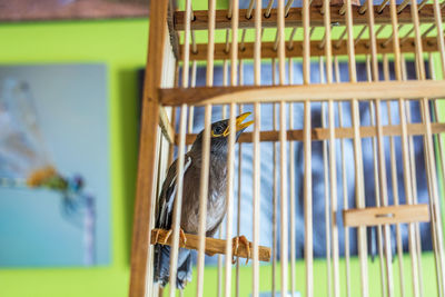 Low angle view of myna in birdcage