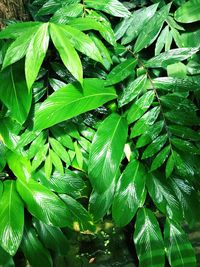Close-up of fresh green leaves