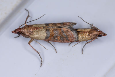 High angle view of insect on white background