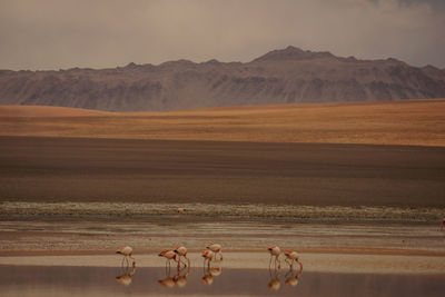 Flock of birds on a desert
