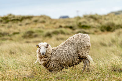 Lion in a field