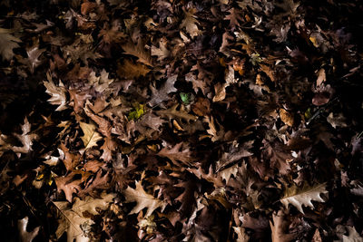 Full frame shot of dried autumn leaves