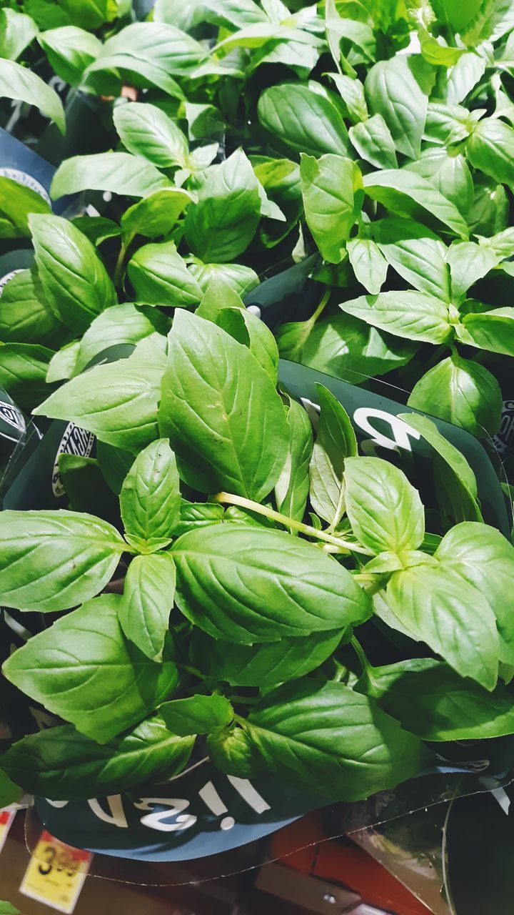 HIGH ANGLE VIEW OF FRESH GREEN LEAVES IN PLANT