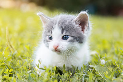 Portrait of cat on grass