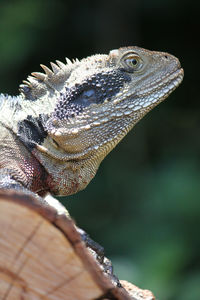 Close-up side view of a reptile