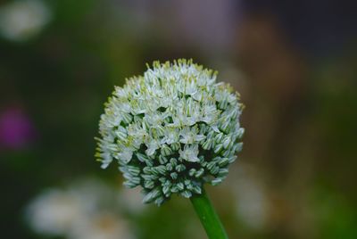 Close-up of flower blooming outdoors