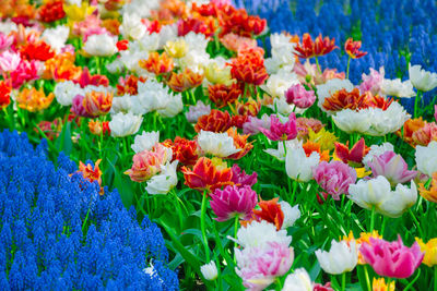 Close-up of multi colored flowers