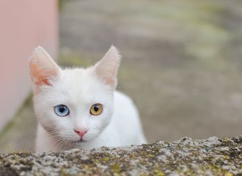 Portrait of white cat