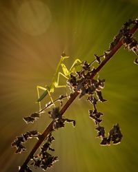 Close-up of insect on plant