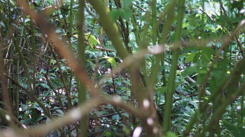 Close-up of fresh green plants