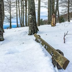 Trees on snow covered landscape