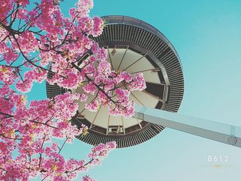 Low angle view of flowers against blue sky