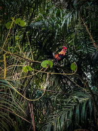 Low angle view of bird perching on tree