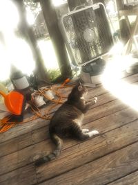 High angle view of cat lying on wooden table