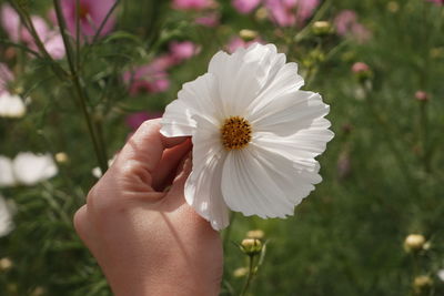 Close-up of hand holding white flower