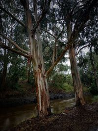 Trees in forest