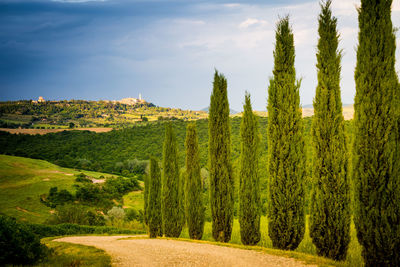 Scenic view of agricultural field against sky