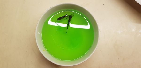 High angle view of green drink on table