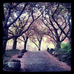 Bare trees in park