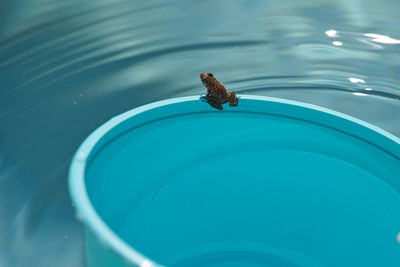 High angle view of turtle swimming in pool