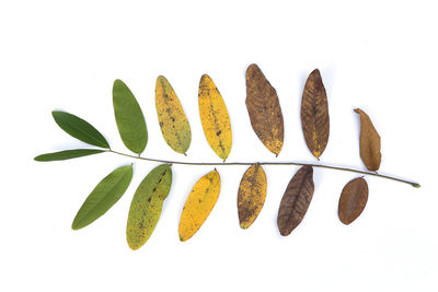 Close-up of leaves against white background