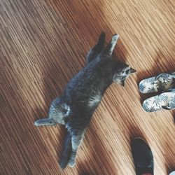 High angle view of cat sitting on hardwood floor