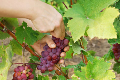 Midsection of grapes growing in vineyard