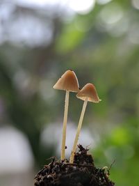 Cute a little mushroom